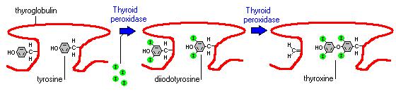 estímulo (TSH) ocorre endocitose da Tg iodinada contendo T 4 e T 3 Pela