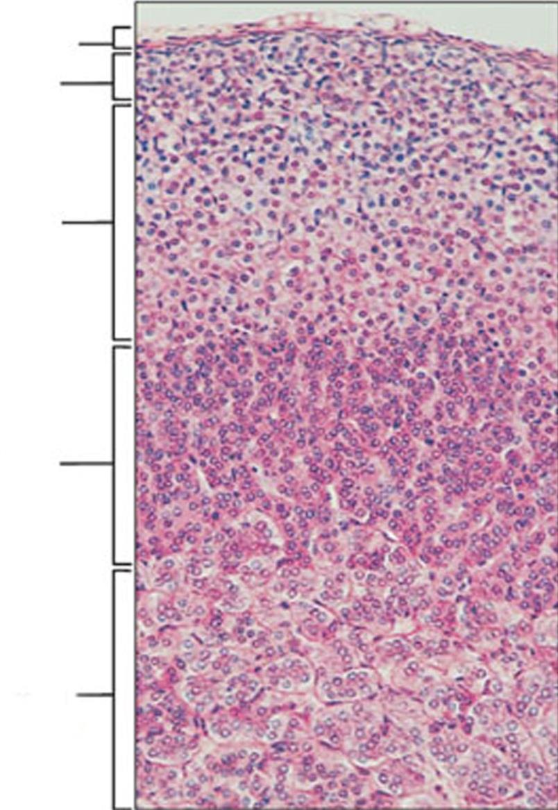 Medula Cortex sinusóides Adrenal