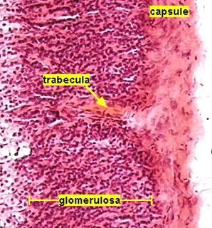 Córtex da Adrenal Zona glomerulosa Células