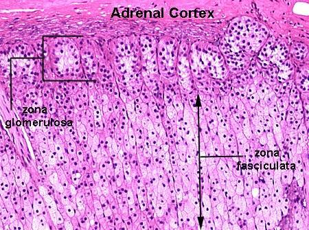 Córtex da Adrenal Zona fasciculada Células com núcleo central,