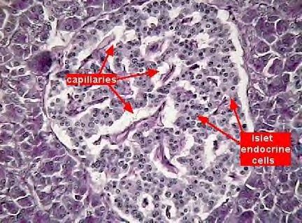 Pâncreas Endócrino Ilhotas de Langerhans: secretam hormônios que controlam o metabolismo de carboidratos Capilares Células Endócrinas da Ilhota de