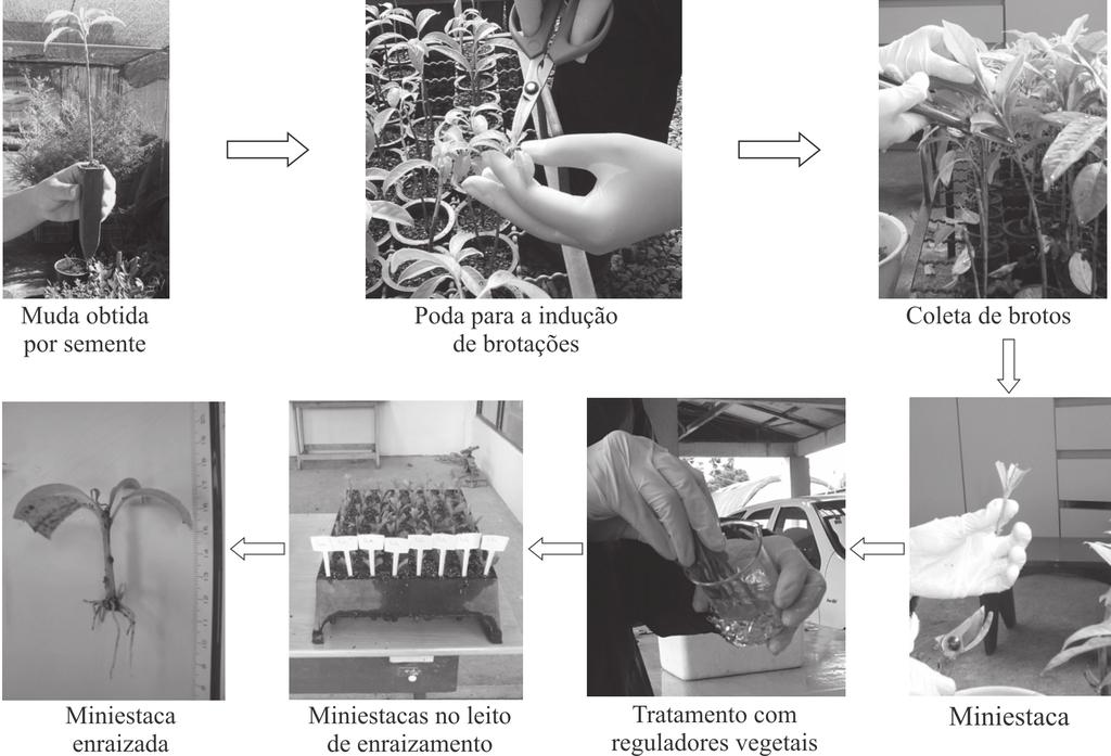 22 Ferreira, B. G. A. et al. FIGURA 1: Esquema do processo de miniestaquia utilizada para a propagação vegetativa de Sapium glandulatum (Vell.) Pax.