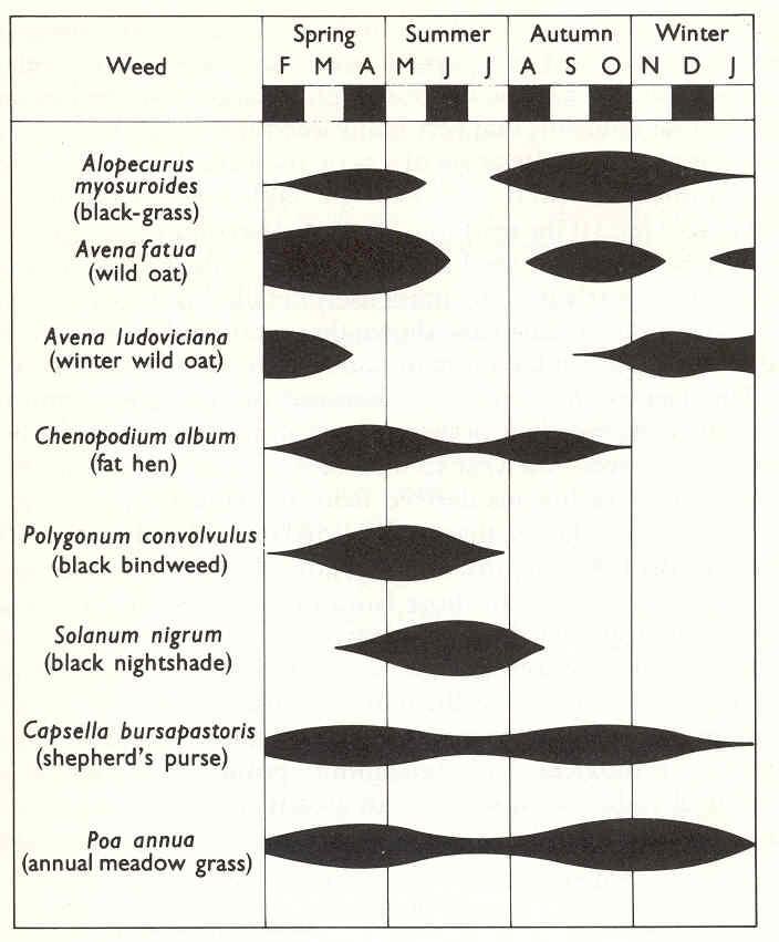 DINÂMICA DO BANCO DE SEMENTES DE PLANTAS DANINHAS adaptado de Harper, 1977, citado por Braccini (2001) Período de