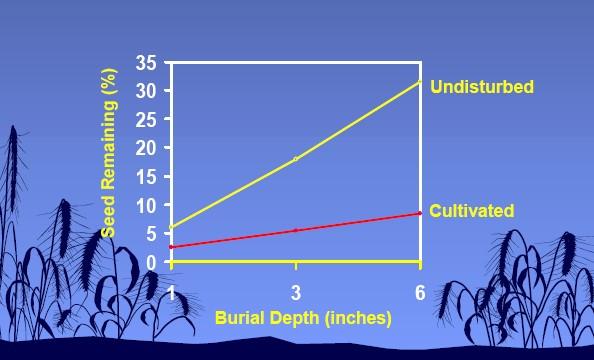 Viabilidade (%) Sementes viáveis remanescentes (%) 3/7/2015 Número de sementes de plantas daninhas viáveis depois de 5 anos de solo cultivado x solo sem distúrbio, sem reposição de sementes no solo