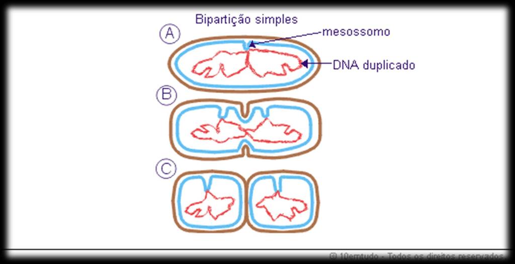 Formas de reprodução Reprodução assexuada: nesse processo a