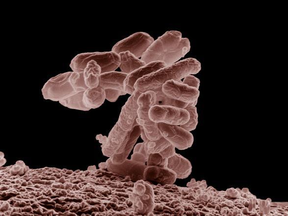 O que são bactérias? Bactérias são organismos unicelulares simples que não possuem núcleo.