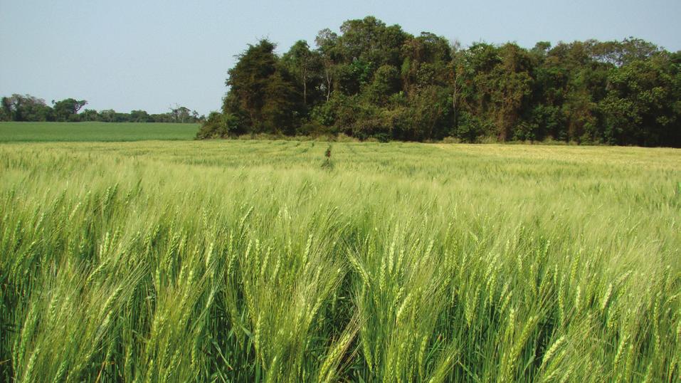 Cultivares de Trigo Embrapa e Iapar 2011 Qualidade Industrial A qualidade industrial é um fator decisivo na comercialização de trigo. É determinada por fatores genéticos e ambientais.