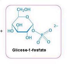 d) por fosforilação derivados de monossacarídeos Açúcares fosfatados Condensação de PO 4- com 1 dos grupos OH, no C 1 ou C 6 Importância metabólica