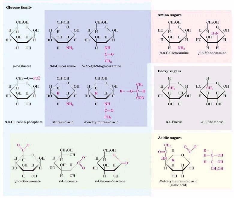 Família da glicose derivados de monossacarídeos Açúcares Aminados 2.5.1. Família da glicose β-d-glicose β-d-glicosamina N-Acetil-β-D-glicosamina IM β-d-glicose 6- fosfato GL/GP PC bact.