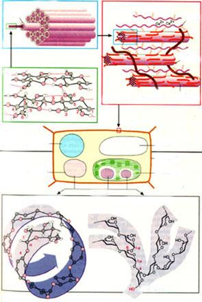 Amido x Celulose homopolissacarídeos Microfibrila Fibrila arranjo espacial retilíneo, moléculas justapostas função