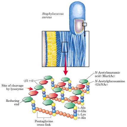 Peptideoglicano heteropolissacarídeos Sitio de clivagem por lisozima