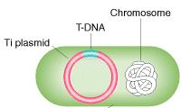 Agrobacterium tumefaciens Bactéria de solo Gram-negativa, tipo bacilo; Causa galha