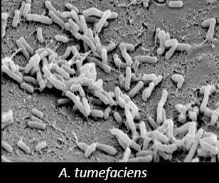 ; Afeta mais dicotiledôneas e pouco monocotiledôneas; Família Rhizobiaceae.