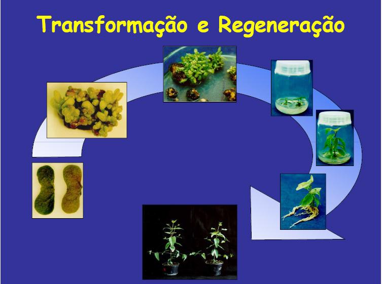 REGENERAÇÃO