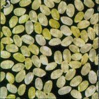 The Golden Rice Adicionar os genes da via do -Caroteno IPP Geranylgeranyl diphosphate Daffodil gene Phytoene synthase via Vitamina A está completo e funcional Golden Rice