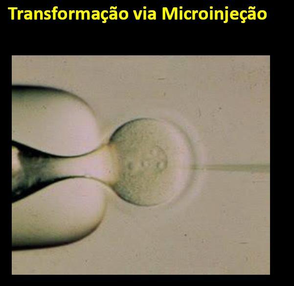 TRANSFORMAÇÃO DE ANIMAIS Microinjeção Por meio de agulhas microscópicas é injetado DNA no núcleo da célula