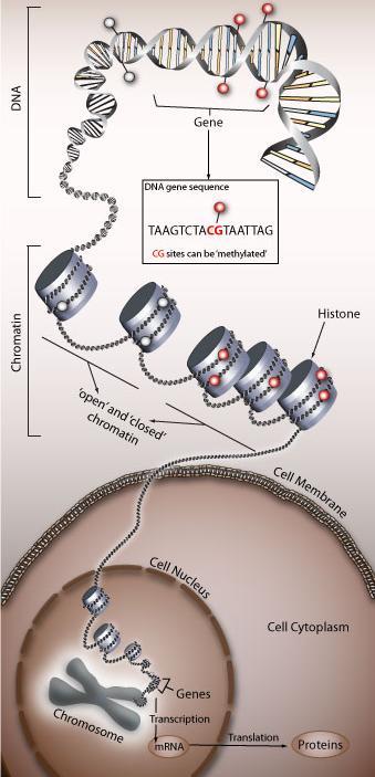 Epigenetic marks DNA methylation + Histone modifications