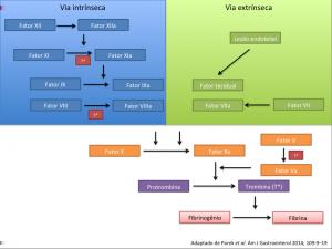 Vias de coagulação Para entender o sítio de atuação de cada droga, se faz fundamental uma breve revisão sobre hemostasia.