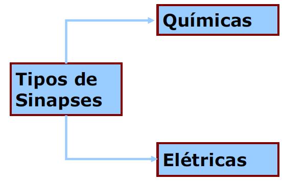 sinapses; SINAPSE: junção especializada onde um