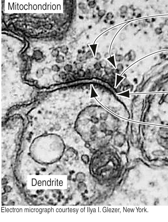 Membrana pré-sináptica: membrana do terminal axonal; Fenda sináptica: espaço entre as membranas pré e pós-sinápticas, onde o neurotransmissor é liberado; Membrana pós-sináptica: membrana da