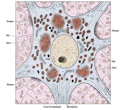 Citoesqueleto: Microtúbulos; Neurofilamentos