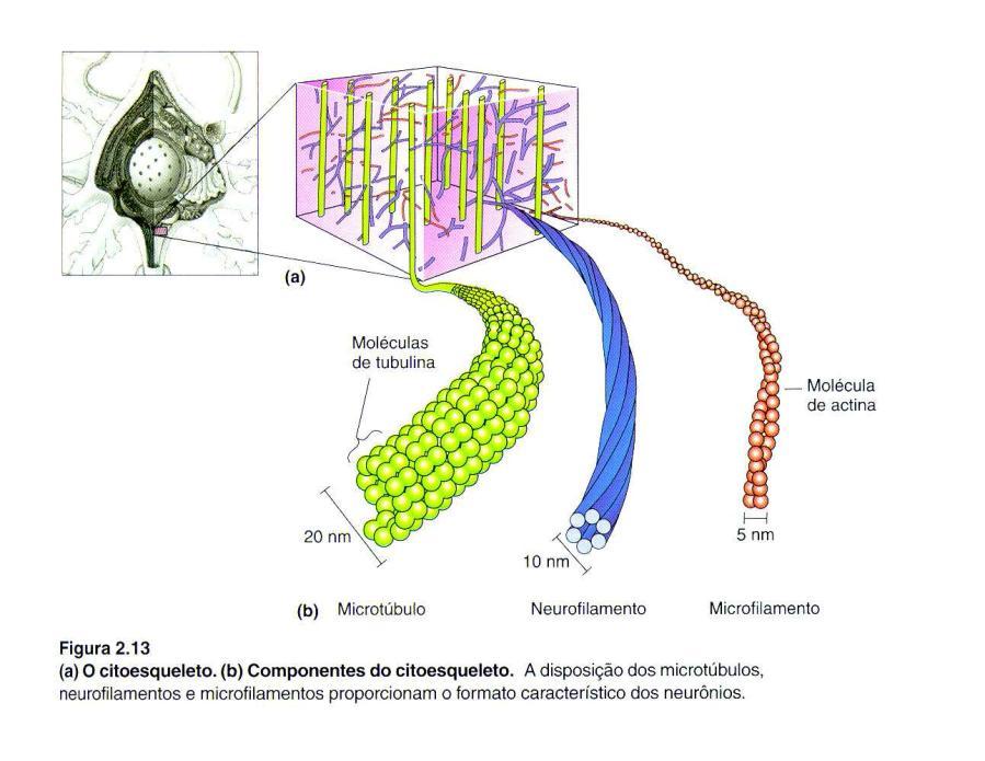 associada a membrana plasmática); Neurofibrilas
