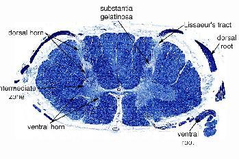 Os gânglios da raiz dorsal têm