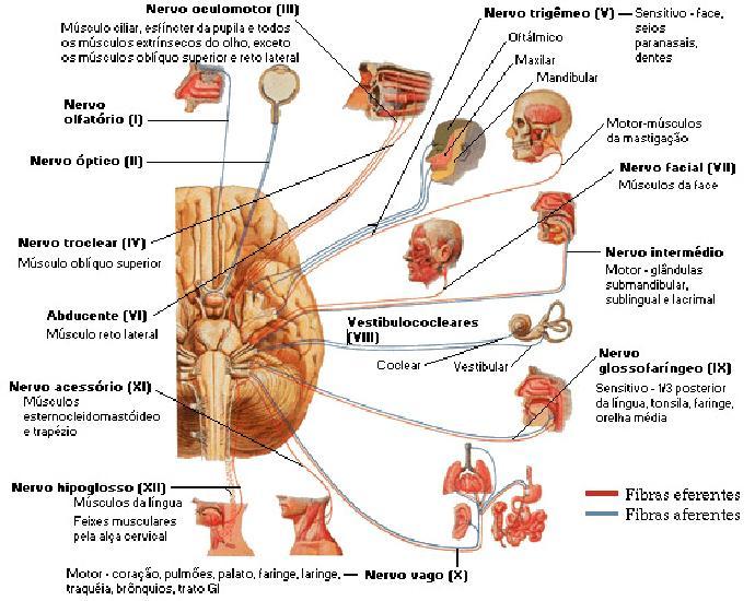 deslocamento caudal dos nervos