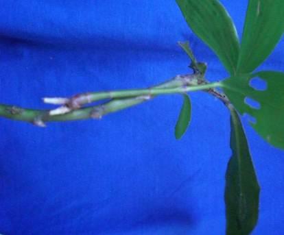A B C D E F Figura 1. Propagação vegetativa de Costus spicatus.