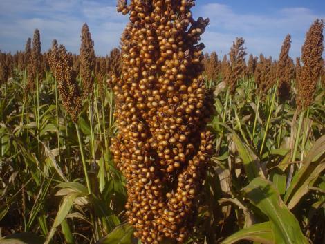 Grãos mais comuns na região usado nas rações para bovinos (concentrados energéticos) O grão de sorgo destinado ao consumo animal deve ser isento de fungos, micotoxinas, sementes tóxicas,