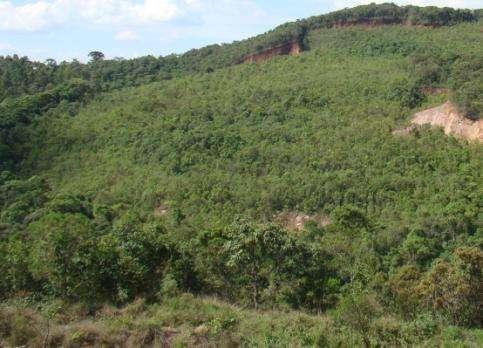 plantio de mudas de espécies florestais