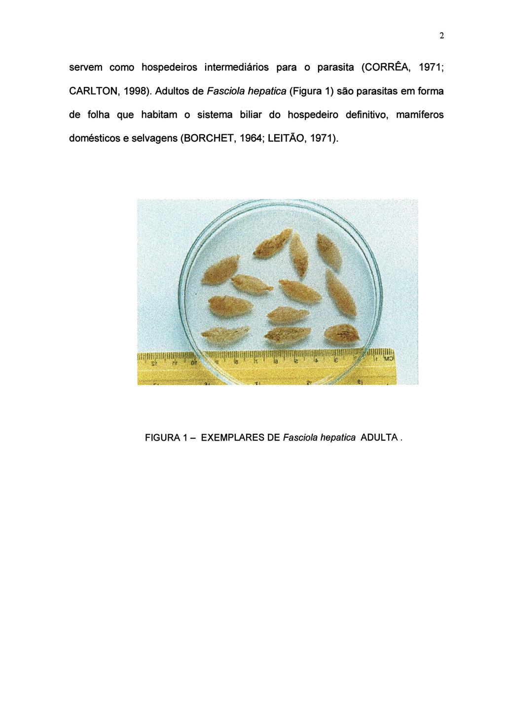 helminthiasis de făină și protozoare