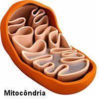 Síntese de ATP como ocorre?