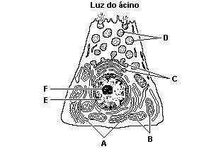 I. Retículo endoplasmático ( ) Síntese de proteínas rugoso ou granular II. Retículo endoplasmático liso ou agranular ( ) Digestão intracelular, função heterofágica e autofágica III.