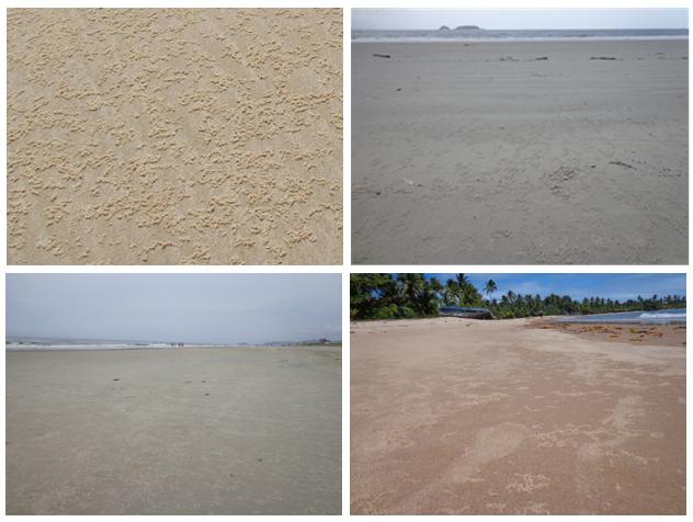 vadas desde pequenas manchas localizadas em torno da linha de detritos até extensas faixas homogêneas cobrindo partes do supra e mesolitoral da praia (Gandara-Martins et al., 2010)(Figura 20-1).