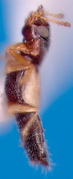 para a base; Fissura procoxal aberta. Fig. 9 Cabeça Saliência supra antenal evidente estendida anteriormente (Fig.