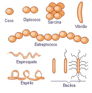 Forma celular e tipos