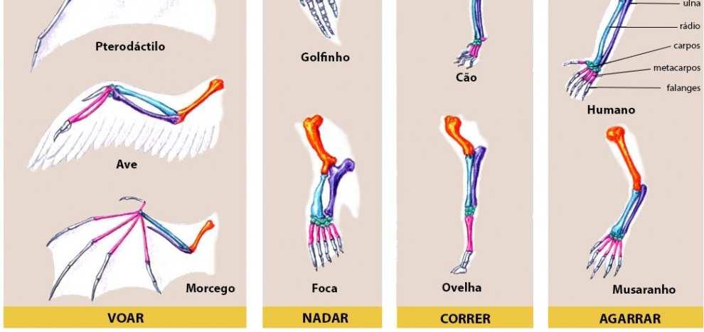 Membros dos Vertebrados Mesmo número de ossos, mesma forma, mas adaptados a diferentes funções. http://www.sobiologia.