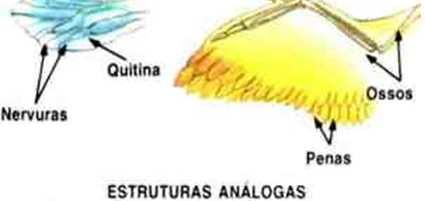 Membros dos Vertebrados Mesmo número de ossos, mesma forma, mas adaptados a diferentes