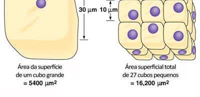 Animalia, Plantae Super-reino Prokarya Monera UNICELULARES PLURICELULARES EUCARIONTES