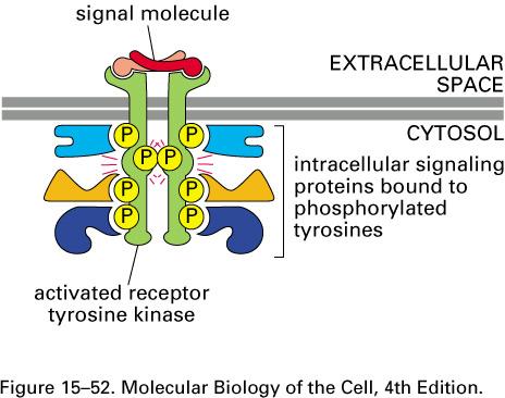 Ativação de um receptor Tirosina - quinase pode resultar na agregação e ativação de diversas proteínas e amplificação do sinal Molécula sinal ESPAÇO EXTRACELULAR CITOSOL Proteínas