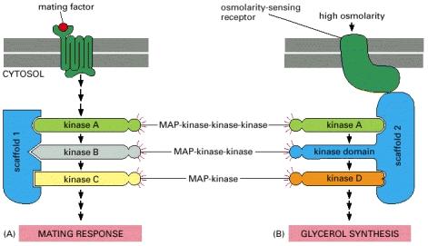 A organização da via MAP-kinase por proteínas de suporte evita intercomunicação entre