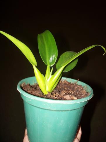 Para Classificação A2 Plantas com má formação, caracterizada pela falta de brotações, poucos e ralos perfilhos ou sem formação circular.