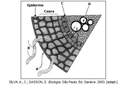 13. (Ufu 2007) A figura a seguir ilustra várias situações da vida de uma célula vegetal. As letras X e Y mostram momentos em que a célula está murcha e túrgida, respectivamente.