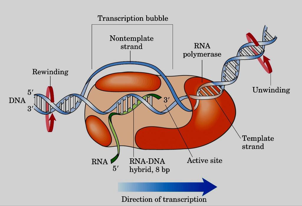 Bolha de transcrição Fita codificadora RNA