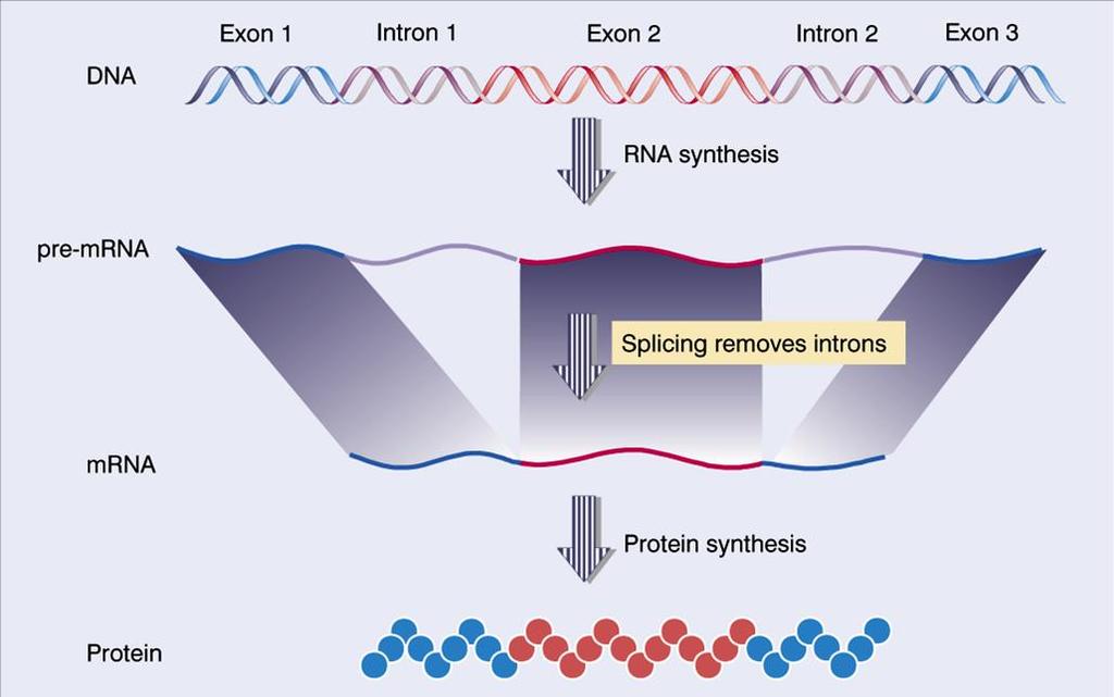 Eucariotos 5 UTR 3 UTR Genes eucarióticos são (em sua