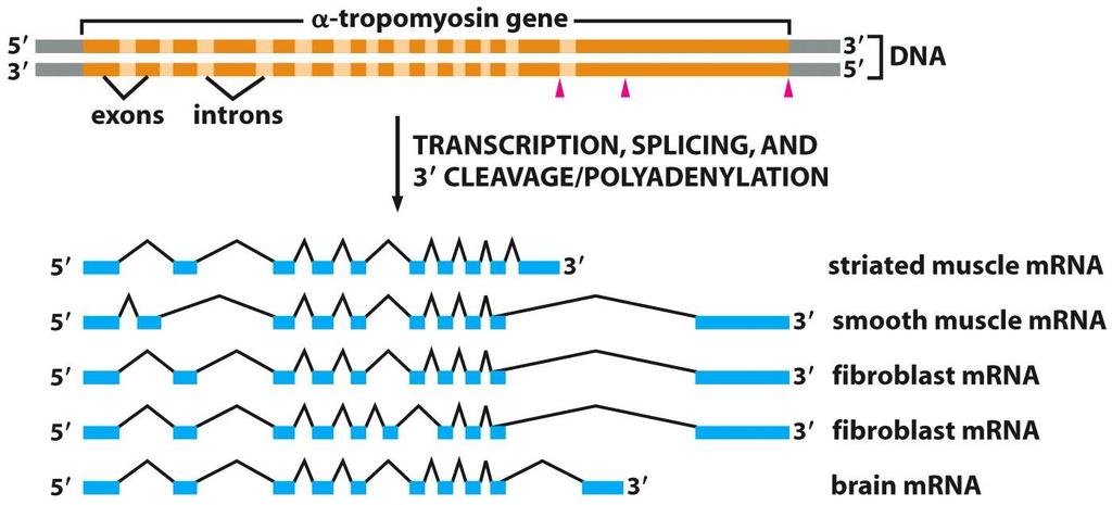 Splicing Alternativo Isoformas/variantes de splicing A