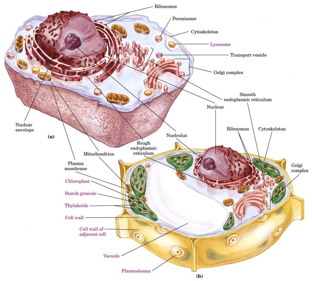 Uma célula de eucarioto Ribossomos Organelas (núcleo, mitocondrias, cloroplastos, etc) Material
