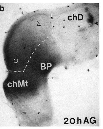 Developmental biology, 139(2), pp.432 6.