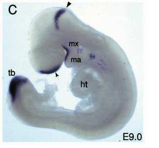 A região do istmo expressa FGF FGF(Fibroblast Growth Factor) Wnt BMP(Bone Morphogenic Protein) Ácido Retinóico Shh(Sonic Hedgehog)